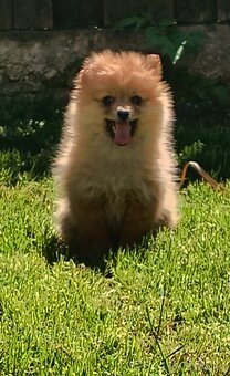 Oranžový špic- Typ Pomeranian - 3