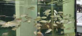 Aristochromis christyi - 3