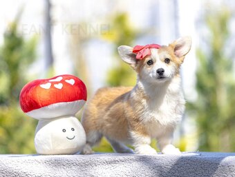 šteniatko corgi s PP fenka - 3