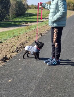 Francuzsky Buldoček - 3