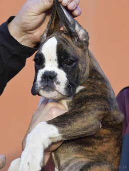 Nemecký boxer- šteniatka s PP - 3