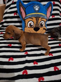 Trpasličí jazvečík - 3