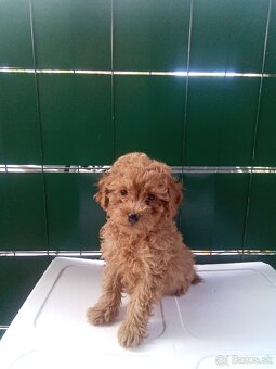 Toy pudel . pudlik - 3