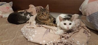 Kocúrik Šimon, Mačička Sabina, Mačička Suri - 3