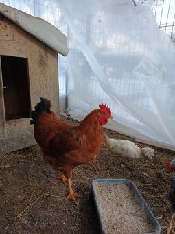 Predám kohúta hempšir - 3