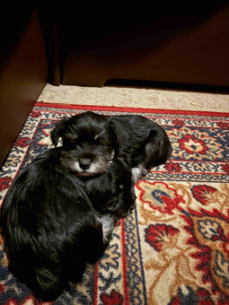 Bradač malý čiernostrieborný - 3