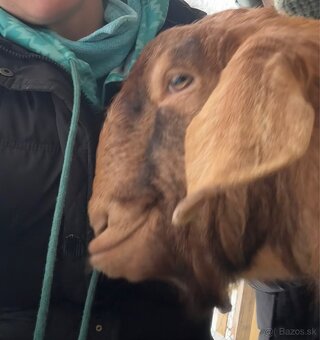 Vysokopodielovy cap 1rok - 3