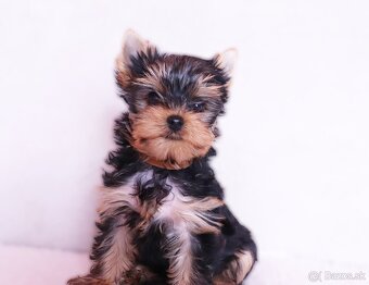 Yorkshire Terrier, York, Jork, Yorkshirsky teriér, šteniatka - 3