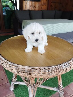 maltipoo - 3