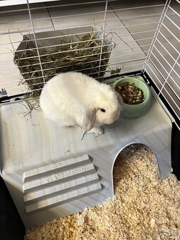 Predam bieleho zajaca Mini lop + full vybavenie - 3