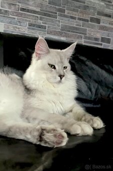 mainska myvavia kocur adopcia - 3