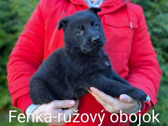 Nemecký ovčiak-fenky - 3