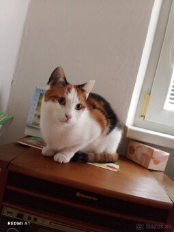 Darujem mačku - 3