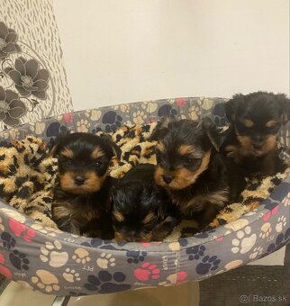 Yorkshirsky teriér - 3