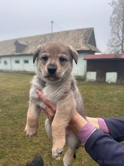 Darujem šteniatka - 3