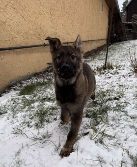 Nemecký ovčiak - 3