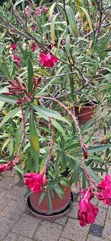 Predám oleandre - 3