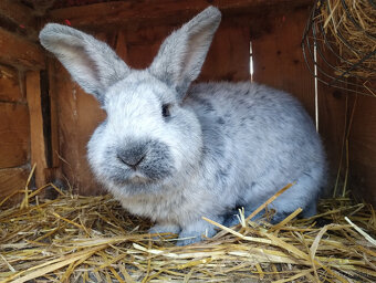 Veľký svetlý strieborný - samice - 3