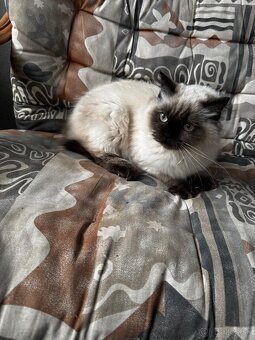 Ragdoll kocúrik - 3