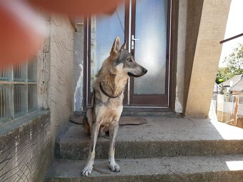 Ceskoslovenský vlčiak-šteniatka - 3