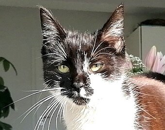 Mačička Tuxedo - 3