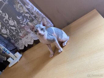 Don Sphynx - 3