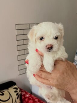 Mini Maltezak Stenatka - 3