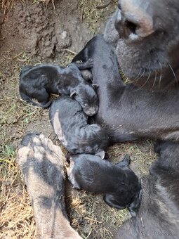Cane corso - 3