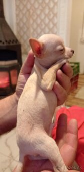 Extra mini.civava - 3