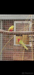 Papagáj kráľovský žltý - 3