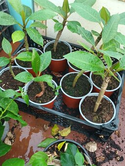 Plumeria , Frangipani , Havajsky kvet - 3