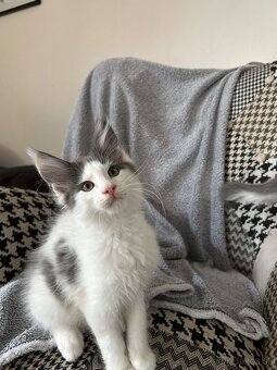 Main coon - 3