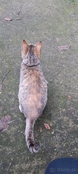 Darujem mačiatka - 3