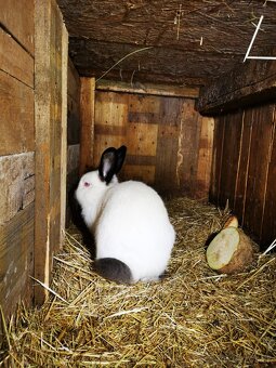 kalifornsky kralik samec - 3