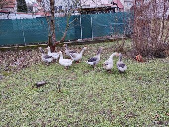 Predam dva páry husí - 3