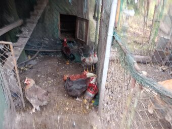 VLAŠKA JARABIČIA - 3