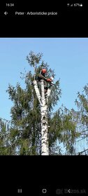 Arboristicke a pilčicke práce rizikový výrub stromov - 3