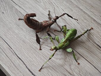 Strašilka australská (Extatosoma tiaratum) - 3