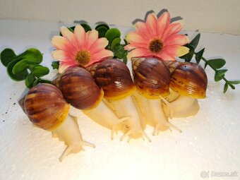 Africký slimák Lissachatina Fulica albinobody - 3
