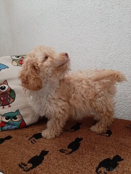 pudel,pudlik,poodle trpaslici - 3