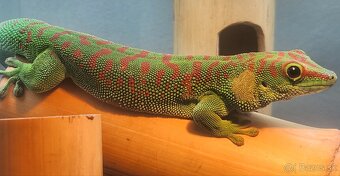 predám phelsuma madagascar super red - 3