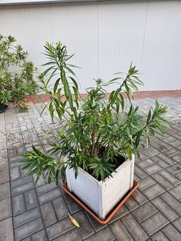 Oleandre cca 100 cm - 3