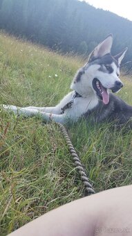 sibírsky husky - 3