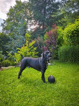 Krytí - Cane Corso - 3