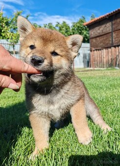 Shiba inu psýky s PP - 3