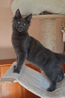 Maine coon, MCO, mainská mývalia - 3