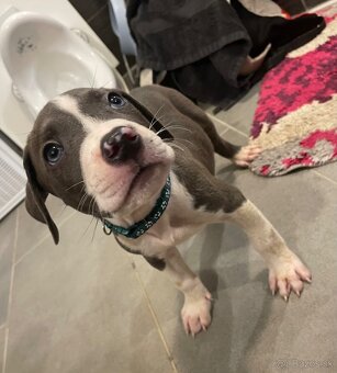 Americky Staford - 3