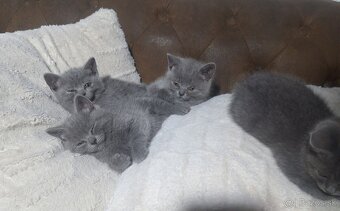 Britské modré mačiatka - 3