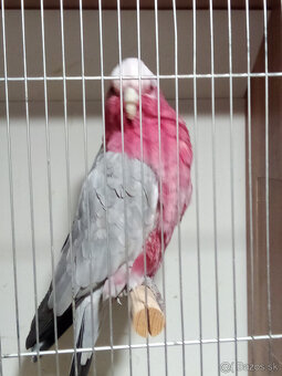 Kakadu ružový - 3