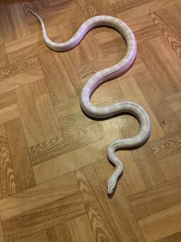 Užovka červená - 3